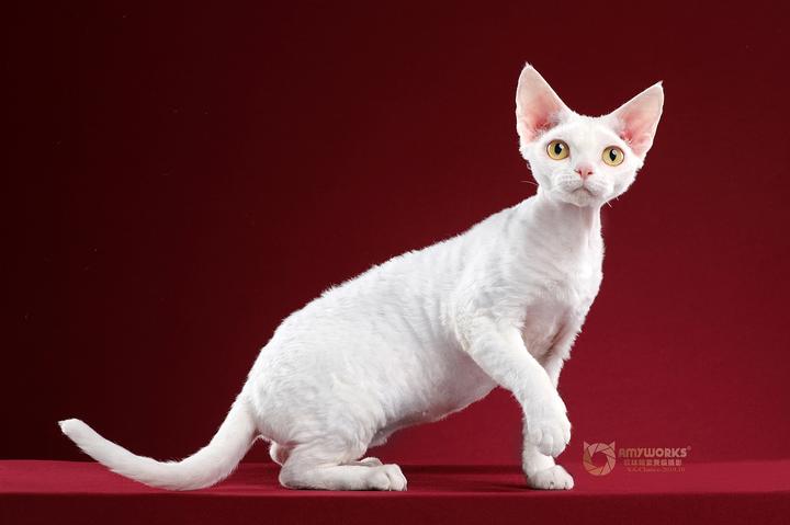 矮脚加菲猫多少钱一只,2岁的加菲猫卖多少钱合适