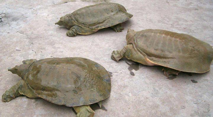南石金钱龟最新价格,2一3斤的石金钱龟多少钱一只，3斤重的石金钱龟大概要多少钱8年龟龄的