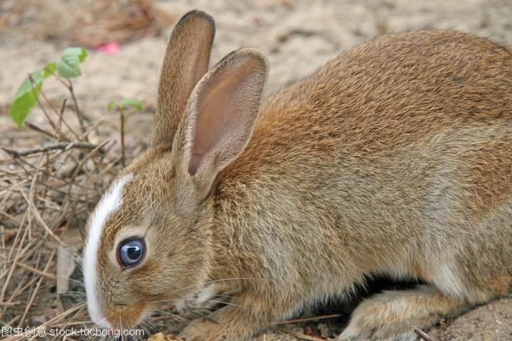 兔子爱吃胡萝卜是真的吗,兔子吃胡萝卜吗