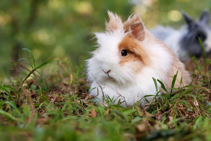 兔子爱你的表现,兔子喜欢人的表现