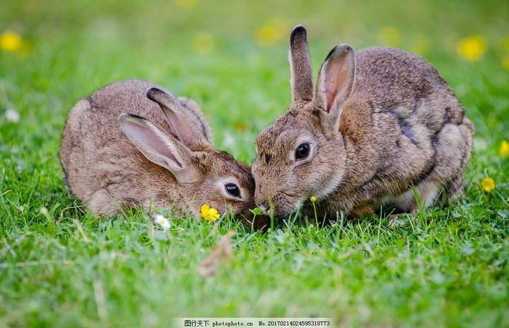兔狲表情包,在动物界，有哪种动物外表呆萌，实则内心凶猛