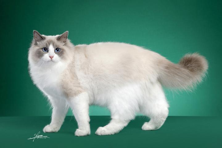 加菲猫的品种及价格,蓝白加菲猫值钱吗