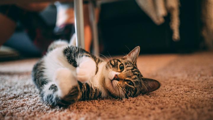 加菲猫价格2017年,加菲猫是一种憨厚可爱的猫咪，纯种加菲猫多少钱呢