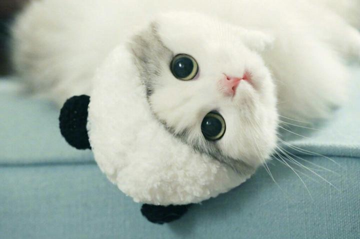 纯白布偶猫价格多少钱一只,布偶猫多少钱一只