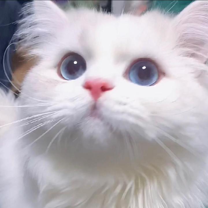 白色长毛猫,纯白色长毛的猫，蓝眼睛的，是什么品种