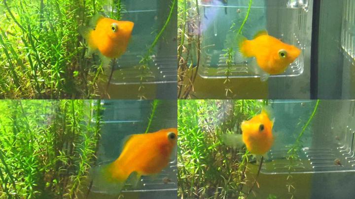 金鱼的记忆真的只有7秒吗,鱼的记忆真的只有7秒吗