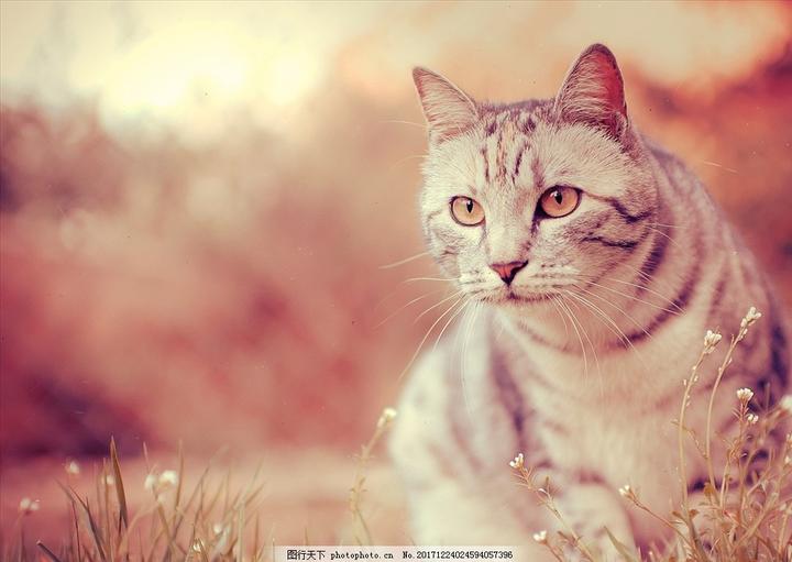 波斯猫异瞳珍贵吗,生了一窝小猫、其中一只小猫眼睛一黄色、一蓝色、请问是不是波斯猫、毛很长看着也大。值钱吗