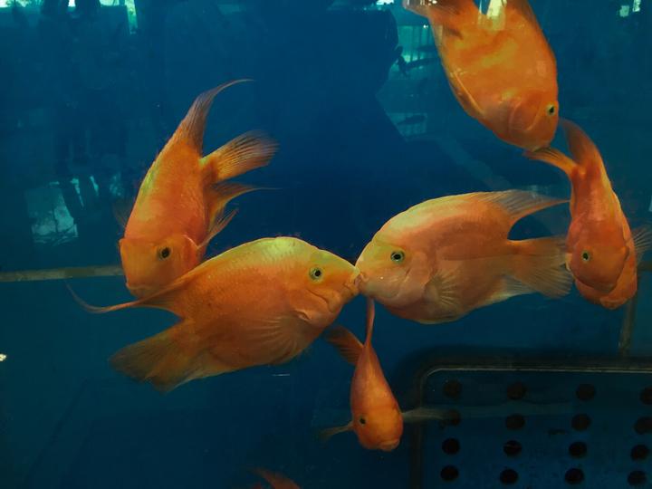 1米2的鱼缸能养几条七彩神仙,1.2米的鱼缸养多少条鱼
