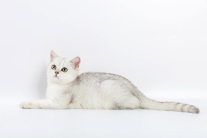 波斯猫多少钱一只纯白,波斯猫需要多少钱一只