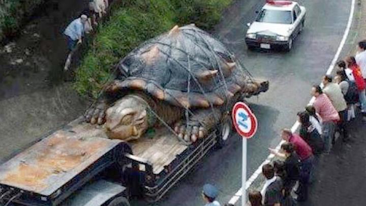 大鳄龟能长多大,大鳄龟可以长大到多大！
