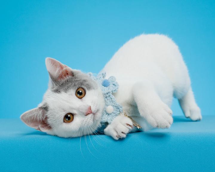 俄罗斯猫咪,纯种俄罗斯蓝猫多少钱一只比波斯猫更粘人更好养吗