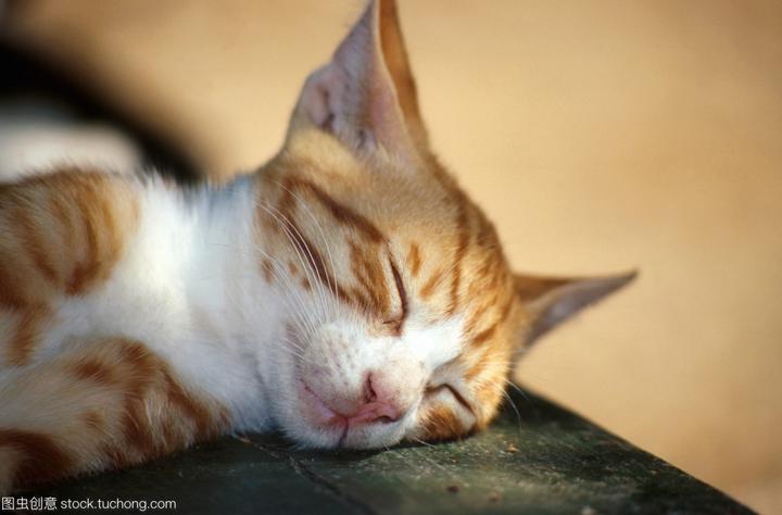 黄白加菲猫多少钱一只,2岁的加菲猫卖多少钱合适
