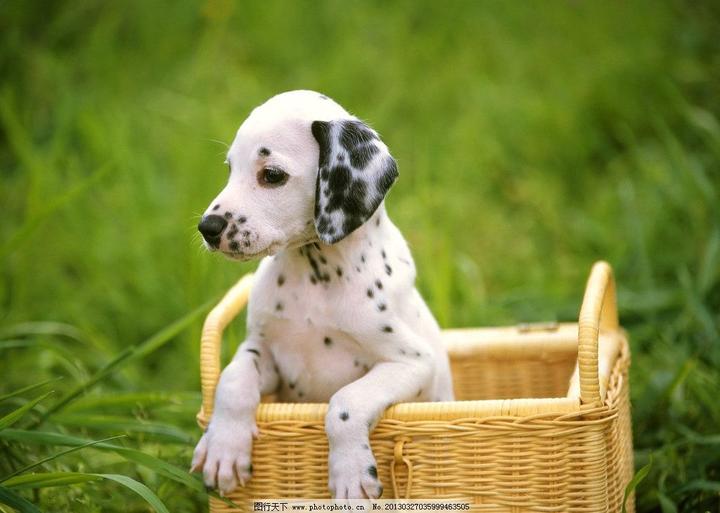 阿拉斯加大狗多少钱一只,买一只纯种阿拉斯加犬 大概要多少钱一只 在哪