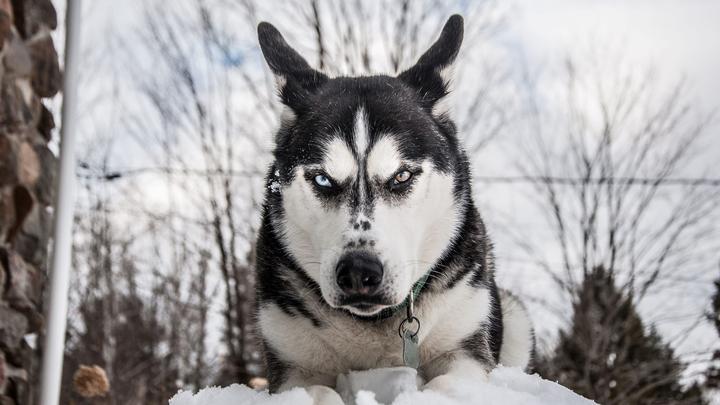 西伯利亚雪橇犬哈士奇,哈士奇是什么样子的