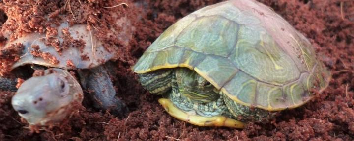 草龟品相排名,杂色草龟，黑腹草龟，金线草龟，有什么区别