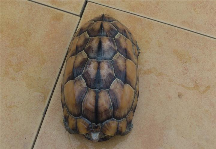 格彩臂金龟,阳彩臂金龟现身贵州印江，这种动物有多珍贵