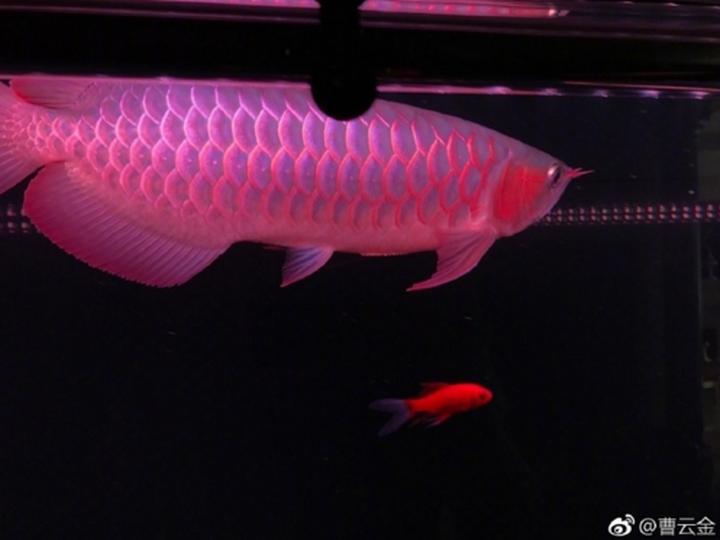 黄曼龙和蓝曼龙能繁殖吗,黄曼龙鱼和蓝曼龙鱼能一起养吗