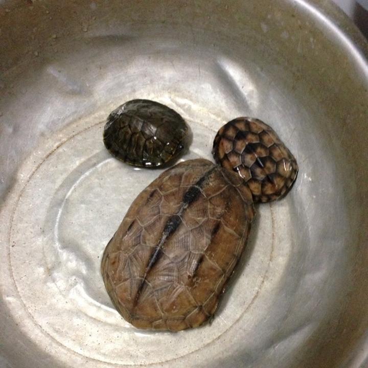 北美小鳄龟怎么养,在网上买的两支北美小鳄龟4-5cm该如何喂养
