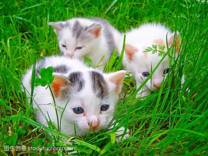 纯白色蓝眼睛的猫是什么品种,白色蓝眼睛猫是啥品种