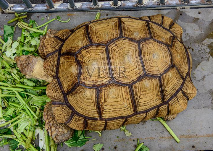 玛塔龟好养吗,你知道枯叶龟吗枯叶龟能长多大 枯叶龟怎么养