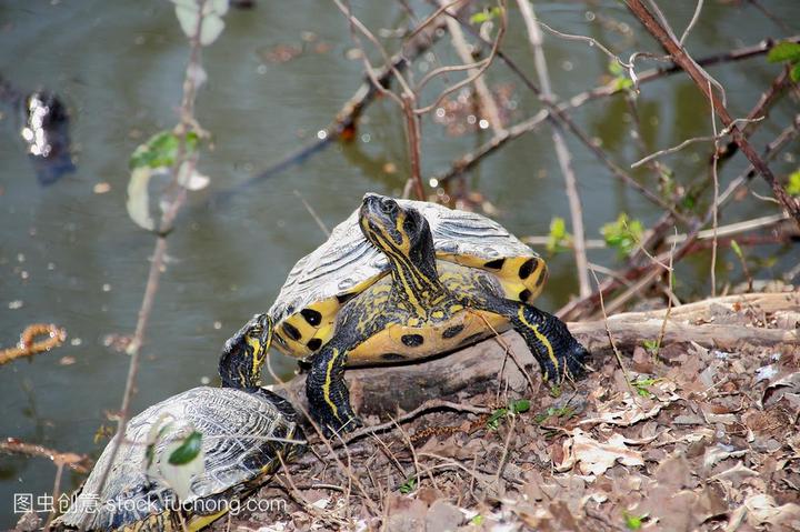 巴西龟的养殖方法和注意事项,巴西龟怎么饲养