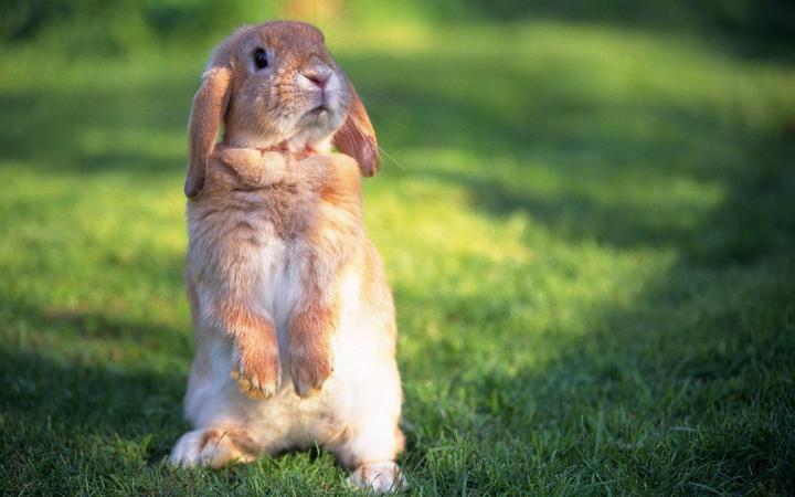 安哥拉兔,安哥拉兔能活多久呢新手在日常护理时需要注意什么问题呢