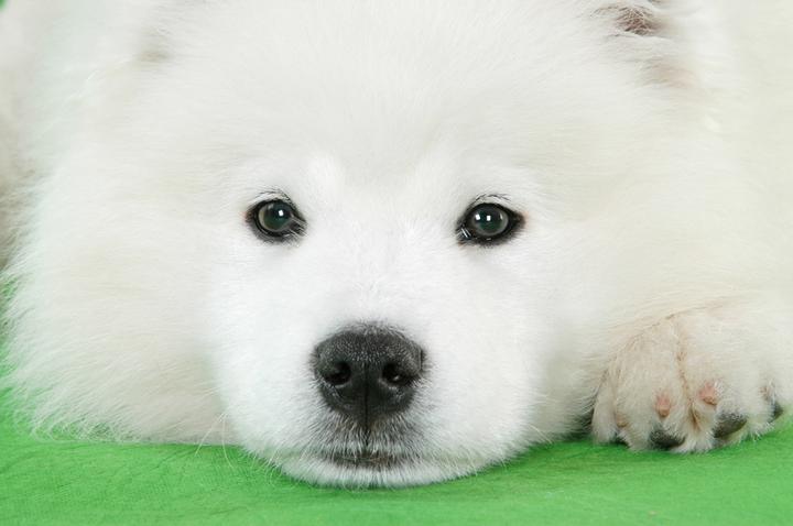 西伯利亚雪橇犬多哥,多哥传说中四条辫子的名字