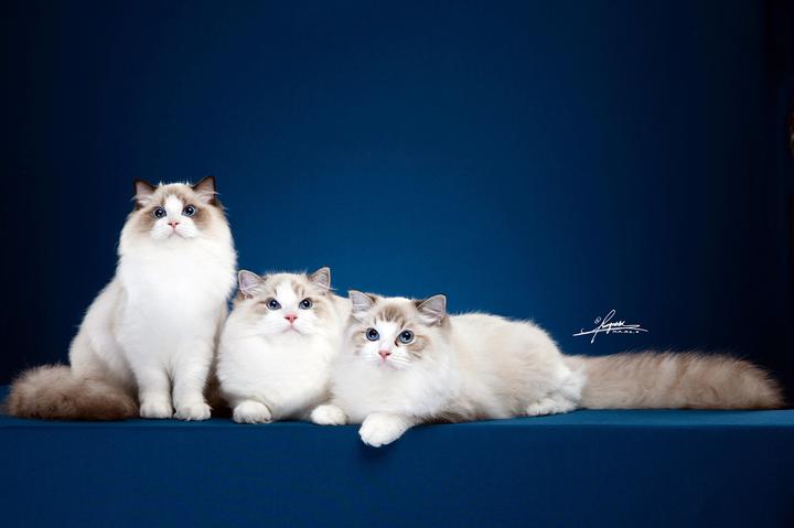 纯蓝色的波斯猫,一种蓝色猫的猫是什么品种的