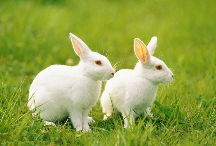宠物兔饲养,养兔子的方法