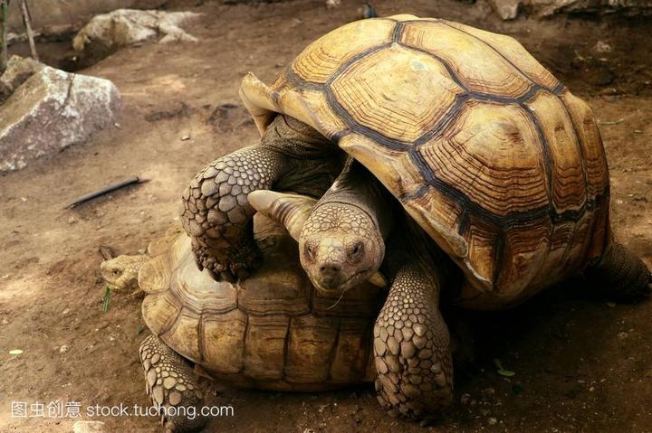 巴西龟的年龄怎么判断,如何判断巴西龟的年龄