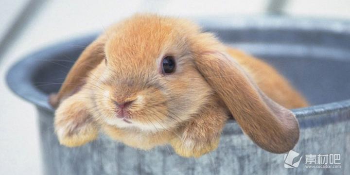 淘宝上50块的侏儒兔是真的吗,拼多多上50块钱的侏儒兔是真的吗
