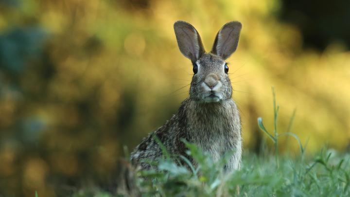 垂耳兔能长多少斤,垂耳兔能长多大