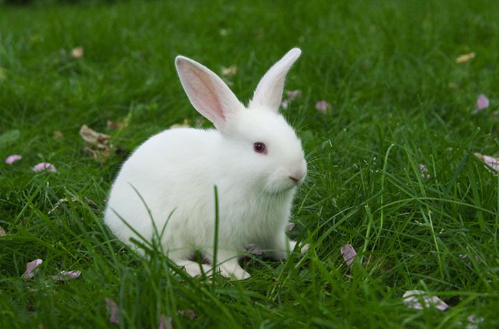 红眼白兔是肉兔吗,路边买的红眼小白兔可以吃吗