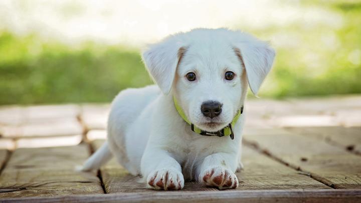 阿拉斯加雪橇犬多少钱一只,四蹄踏雪胸口带白的狗值钱吗