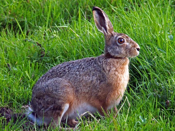 巨型安哥拉兔有多大,巨型兔子有什么品种