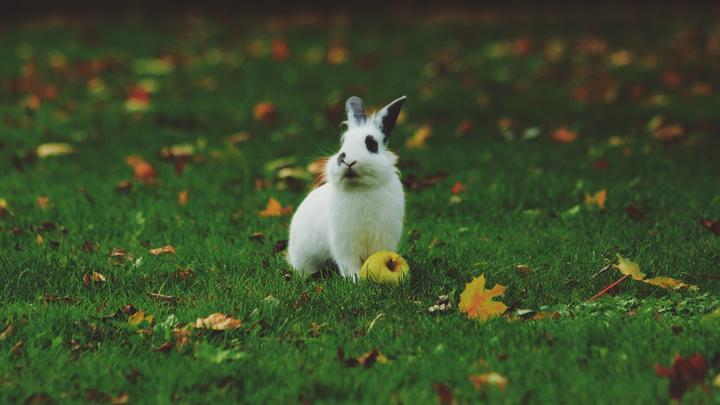 宠物兔子寿命一般多少年,兔子的寿命是多少