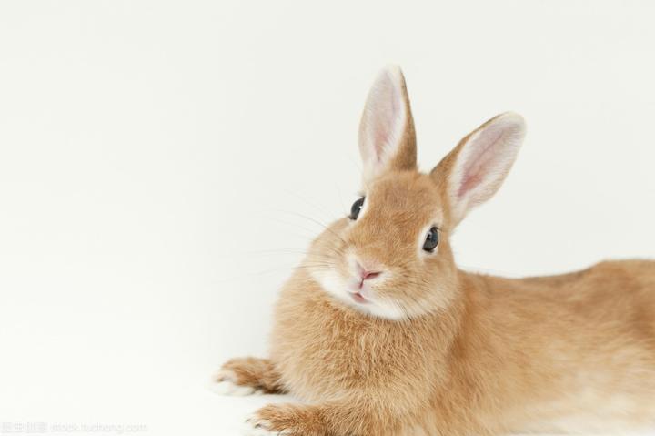 宠物兔在哪买,哈尔滨哪个商场里卖宠物兔