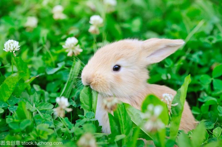 道奇侏儒兔多少钱一只,想要养殖荷兰侏儒兔，荷兰侏儒兔养殖经济效益如何呢