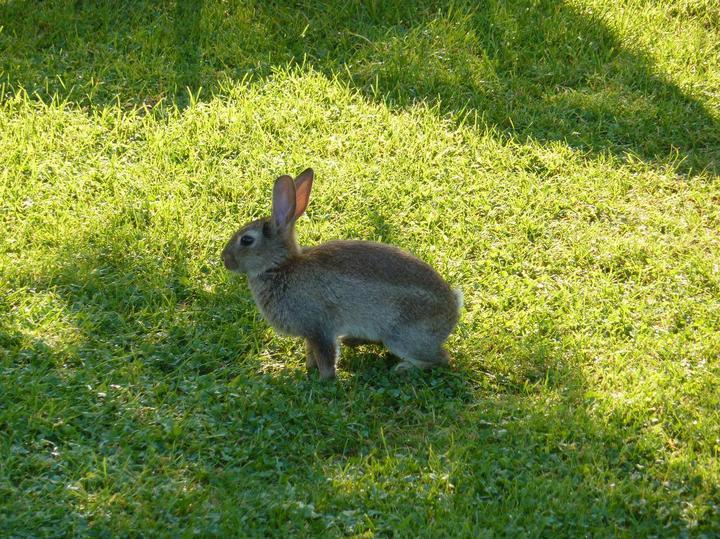 十大最可爱的兔子,哪种兔子最可爱