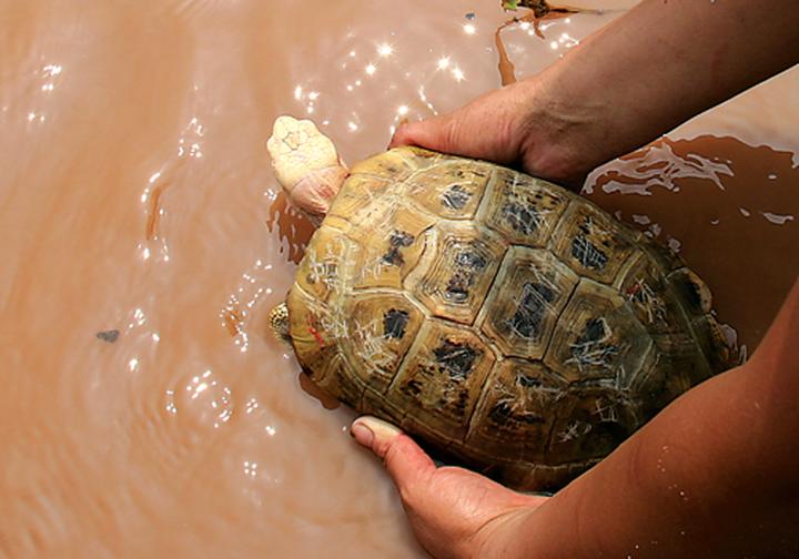 2021养陆龟合法,2022国家允许养的陆龟