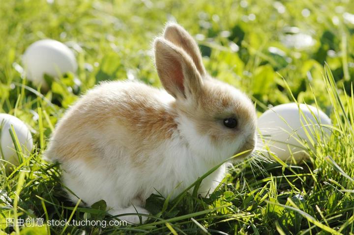 10块一只兔子批发,现在北京哪里还有卖就是路边的10块一只的兔子的