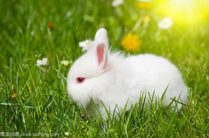 宠物兔子品种推荐,哪种宠物兔比较好养呢
