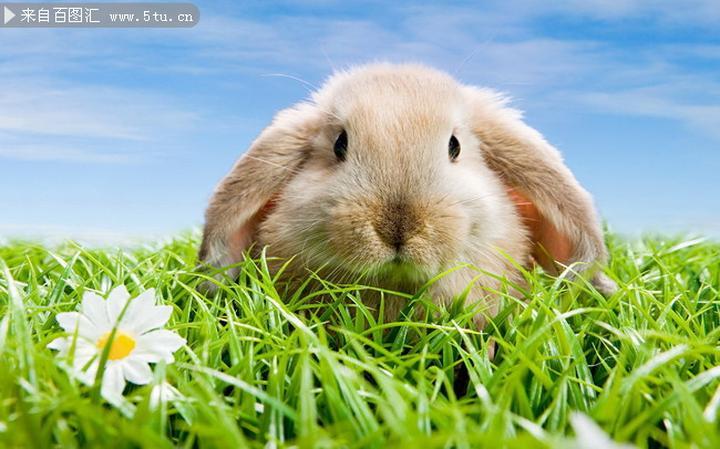 波兰兔介绍,小白兔的种类