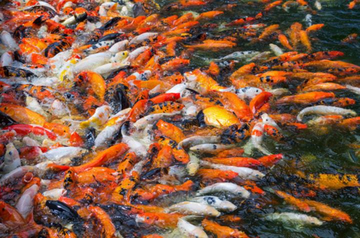 上海观赏鱼批发市场,上海最大的鱼缸市场
