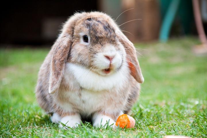 宠物兔的名字叫什么合适,宠物兔的名字