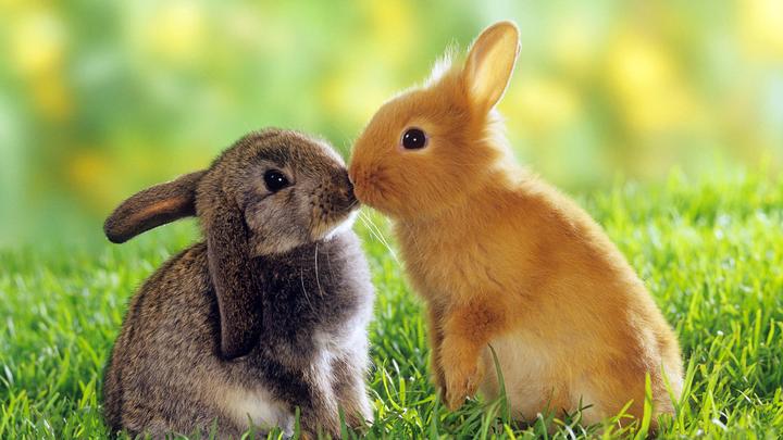 宠物兔饲养基本常识,养兔常识，怎样养兔