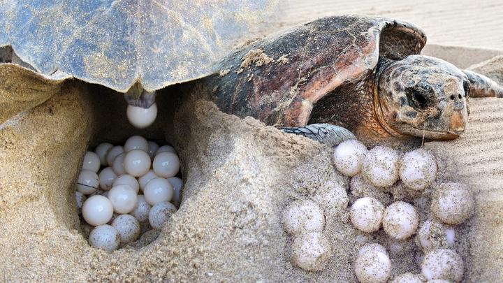 黄缘龟能活多少年,寿命最长的龟10大排名