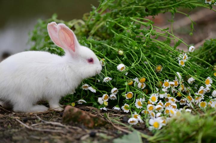安哥拉兔臭不臭,哪种兔子适合家养