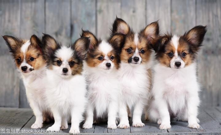 郑州宠物领养中心官网,谁知道有什么免费领养狗狗的网站