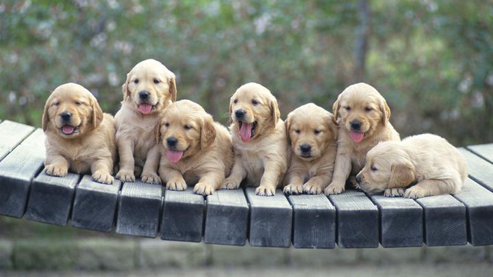 适合家养的小型宠物排行榜,十大适合家养的小型犬排行榜(十大适合家养的中小型犬)